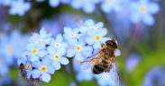 Kampf gegen das Bienensterben