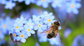 Kampf gegen das Bienensterben