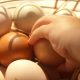 Bio-Eier für ein nachhaltiges Osterfest